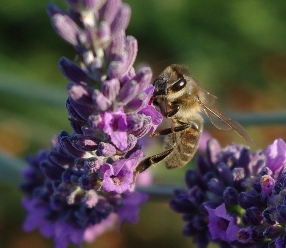 abeille qui butine de la lavande