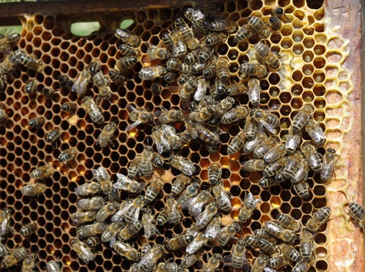 Avez-vous trouv la reine des abeilles ?